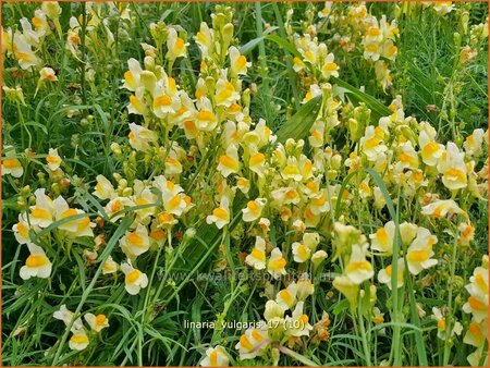 Linaria vulgaris