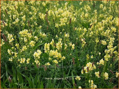 Linaria vulgaris