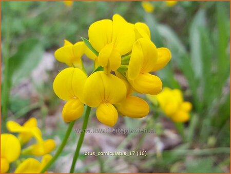 Lotus corniculatus