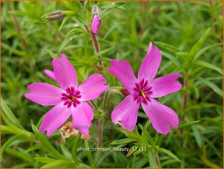 Phlox &#39;Crimson Beauty&#39;