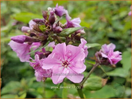 Phlox &#39;Zenobia&#39;