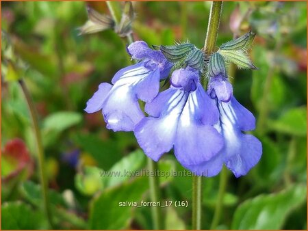 Salvia forreri