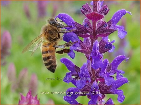 Salvia nemorosa &#39;Blue Bouquetta&#39;