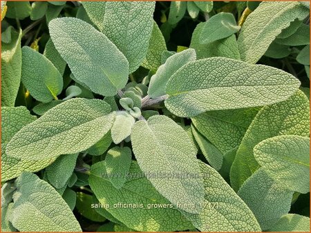 Salvia officinalis &#39;Grower&#39;s Friend&#39;