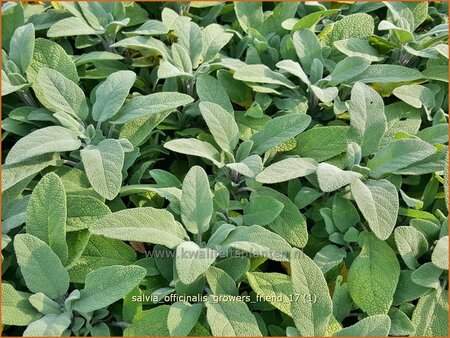 Salvia officinalis &#39;Grower&#39;s Friend&#39;