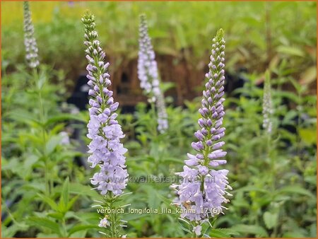 Veronica longifolia &#39;Lila Karina&#39;