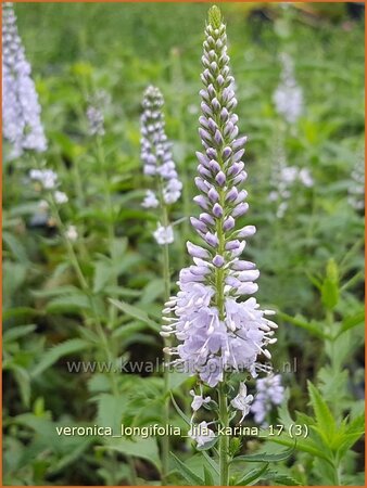 Veronica longifolia &#39;Lila Karina&#39;