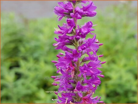 Veronica longifolia &#39;Sonja&#39;