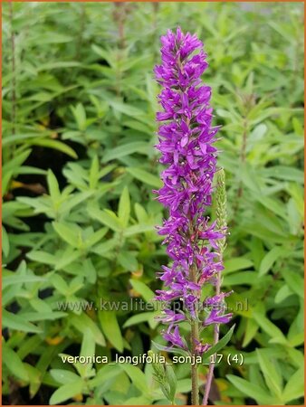 Veronica longifolia &#39;Sonja&#39;