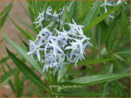 Amsonia illustris