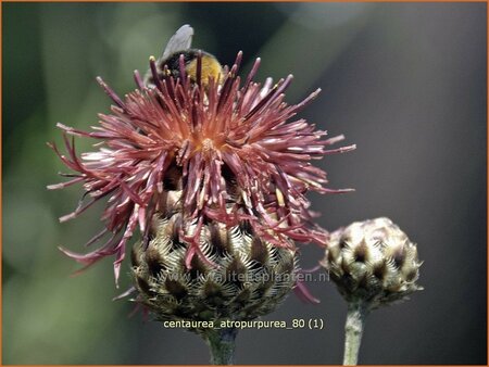 Centaurea atropurpurea