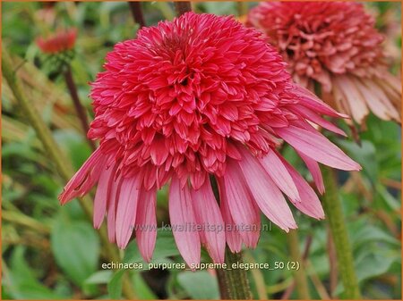 Echinacea purpurea &#39;Supreme Elegance&#39;