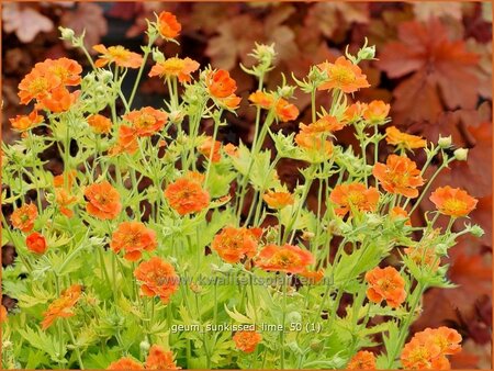 Geum &#39;Sunkissed Lime&#39;