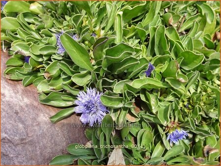 Globularia trichosantha