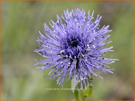 Globularia trichosantha