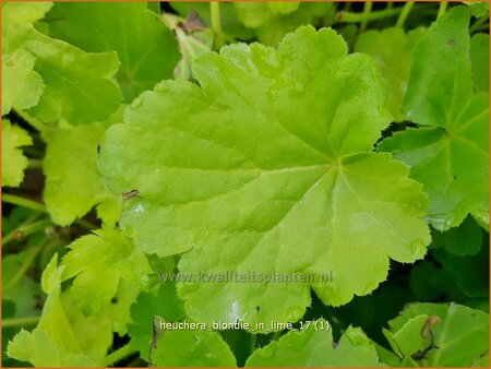 Heuchera &#39;Blondie in Lime&#39;