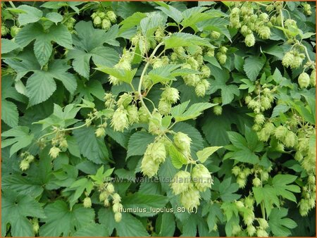 Humulus lupulus