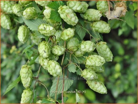 Humulus lupulus