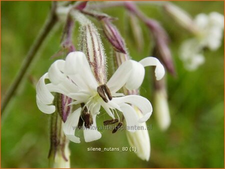 Silene nutans