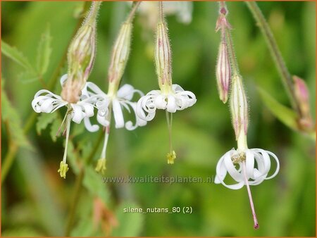 Silene nutans