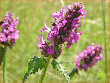 Stachys officinalis