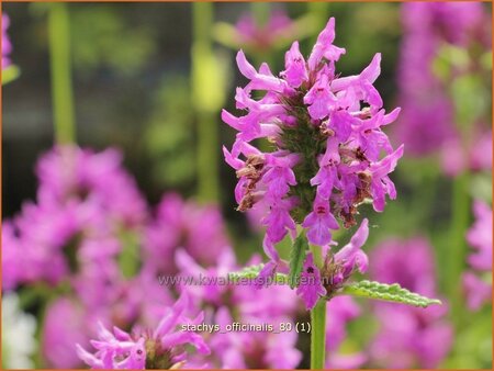 Stachys officinalis