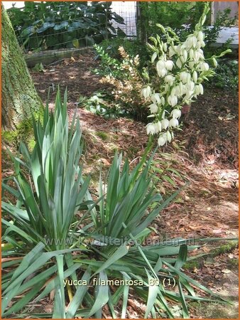 Yucca filamentosa