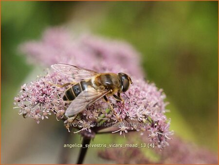 Angelica sylvestris &#39;Vicar&#39;s Mead&#39;