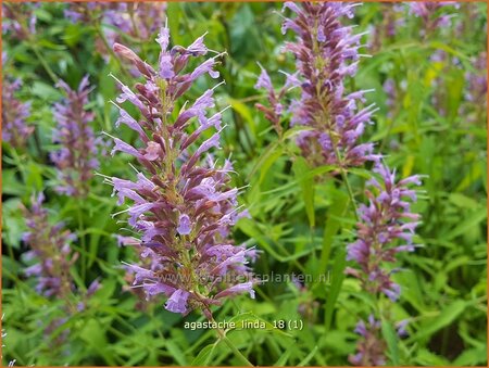 Agastache &#39;Linda&#39;