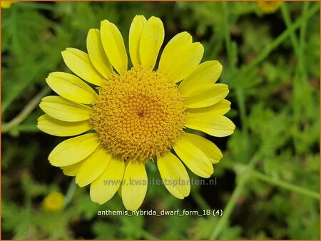 Anthemis hybrida &#39;Dwarf Form&#39;