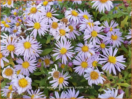 Aster ageratoides &#39;Eleven Purple&#39;