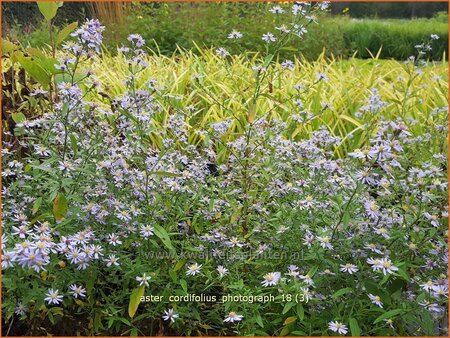 Aster cordifolius &#39;Photograph&#39;