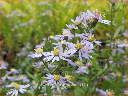 Aster cordifolius &#39;Photograph&#39;