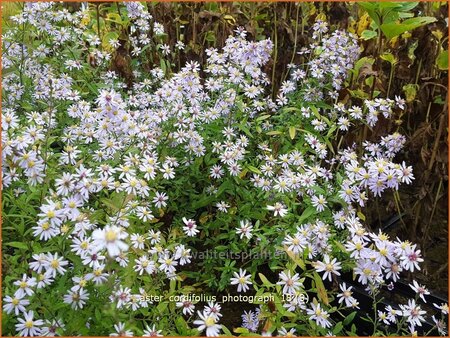 Aster cordifolius &#39;Photograph&#39;