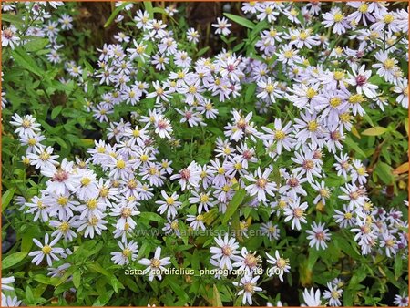 Aster cordifolius &#39;Photograph&#39;