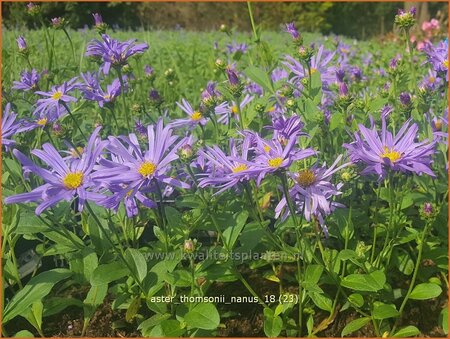 Aster thomsonii &#39;Nanus&#39;