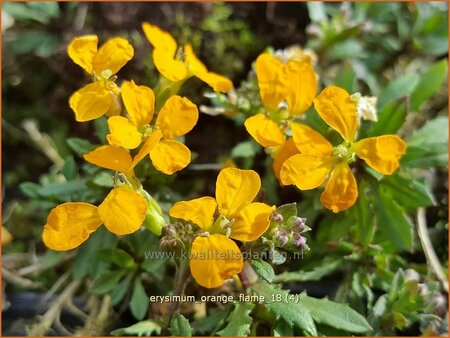 Erysimum &#39;Orange Flame&#39;