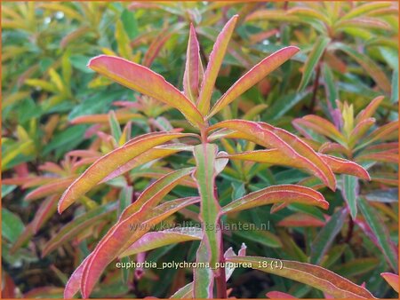 Euphorbia polychroma &#39;Purpurea&#39;