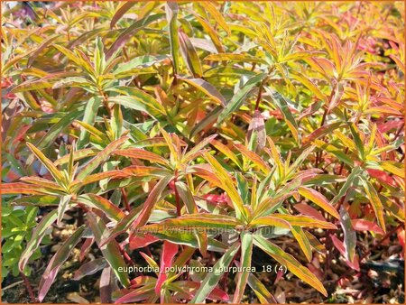 Euphorbia polychroma &#39;Purpurea&#39;