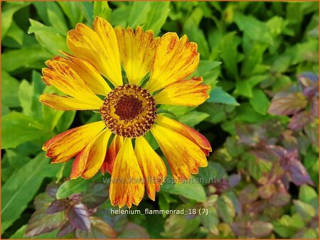 Helenium &#39;Flammenrad&#39;