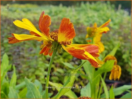 Helenium &#39;Flammenrad&#39;