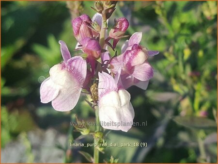 Linaria purpurea &#39;Dial Park&#39;