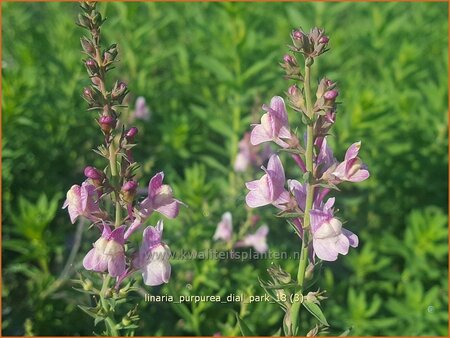 Linaria purpurea &#39;Dial Park&#39;