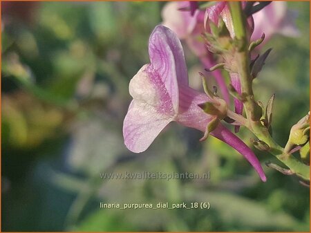 Linaria purpurea &#39;Dial Park&#39;