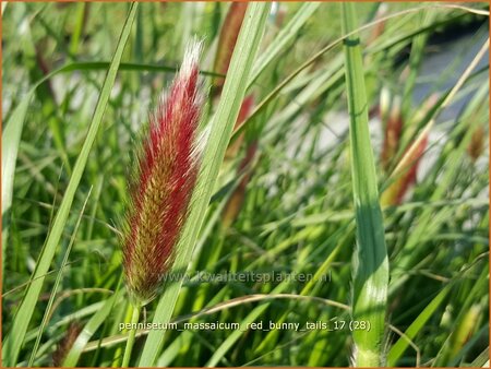 Pennisetum messacum &#39;Red Bunny Tails&#39;