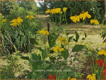 Rudbeckia nitida &#39;Juligold&#39;