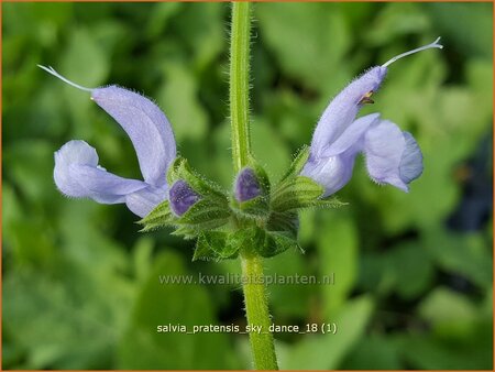 Salvia pratensis &#39;Sky Dance&#39;