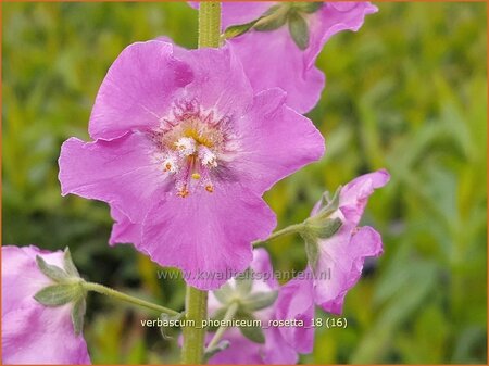 Verbascum phoeniceum &#39;Rosetta&#39;