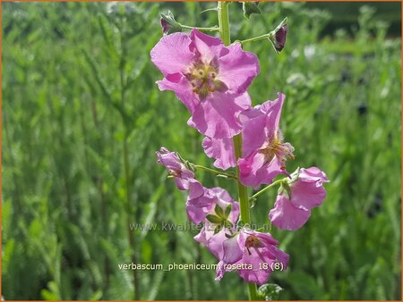 Verbascum phoeniceum &#39;Rosetta&#39;