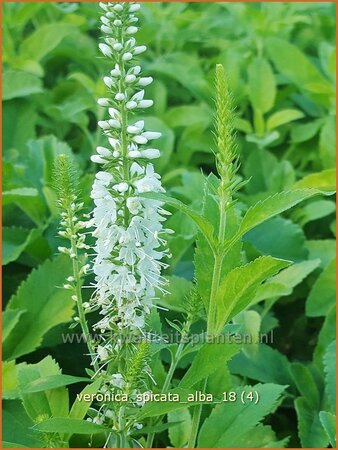 Veronica spicata &#39;Alba&#39;